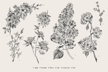 Blooming trees. Vintage vector botanical illustration. Spring set. Black and white