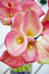 Fototapeta na wymiar Pink calla lily