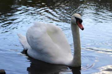White mute swan with (Cygnus olor)swimming in the water