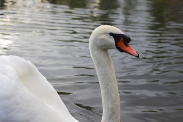 White mute swan in a pond swimming, close-up