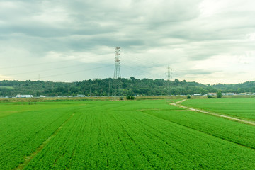 Fototapeta na wymiar Village green field seen on the train journey from Rome to Florence in the morning during sunrise