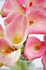 Fototapeta na wymiar Pink calla lily