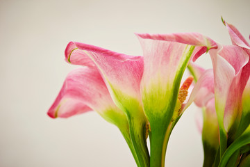 Fototapeta premium Pink calla lily