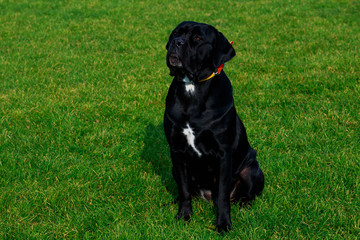 Dog breed Italiano Cane Corso