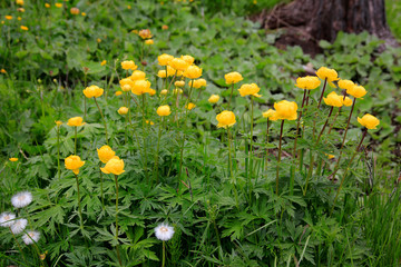 Trollblume (Trollius europaeus) Blüten