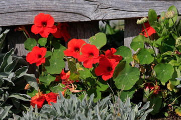 Kapuzinerkressen (Tropaeolum) Blüten