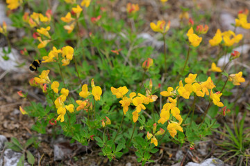 Hornklee (Lotus)  Pflanze mit Blüten