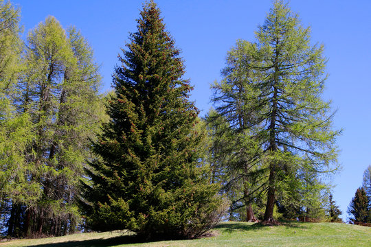 Kiefern (Pinus) und L&auml;rchen (Larix) in den Alpen