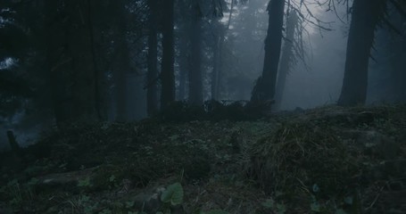 Gloomy spruce wood covered with snaky roots and high trees in the Carpathians
