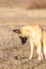 Dog with a ball of breed Belgian Shepherd Malinois in the spring grass