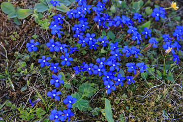 Frühlings-Enzian (Gentiana verna) oder Schusternagerl