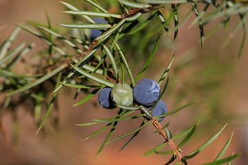 Wacholder (Juniperus) Zweig mit Beeren