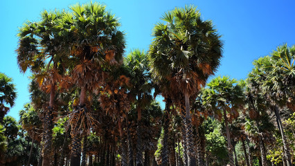 Sugar palm tree garden for made traditional natural sugar in Thailand. 