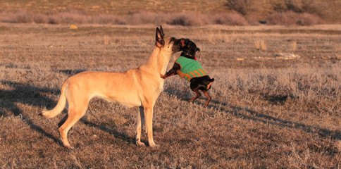Two dogs, big and small, the Belgian Shepherd Malinois and a miniature pinscher in spring grass in...