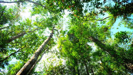 Shade of tree in mangrove tropical forest on summer season.