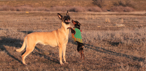 Two dogs, big and small, the Belgian Shepherd Malinois and a miniature pinscher in spring grass in...