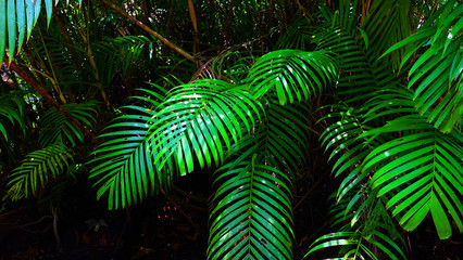 Sweet palm tree in mangrove tropical forest beside the sea greenery background.