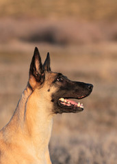 Spring Portrait of a beautiful dog breed Belgian Shepherd Malinois in the grass