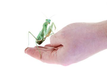 Giant african mantis, Sphodromantis viridis, on hand