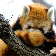red panda
