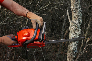Man cutting trees using an electrical chainsaw in the forest. - 253258621