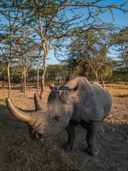 Fototapeta premium Black rhinoceros in Masai Mara park, Kenya