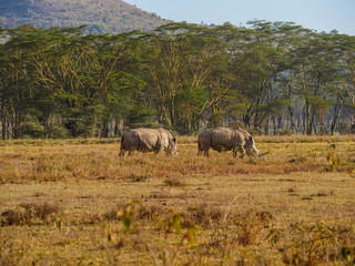 Rhinos in Masai Mara park, Kenya