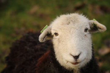 Cute sheep looking into camera