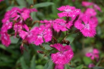 pink flowers in a green garden