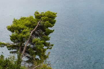 Pine on the background of the sea