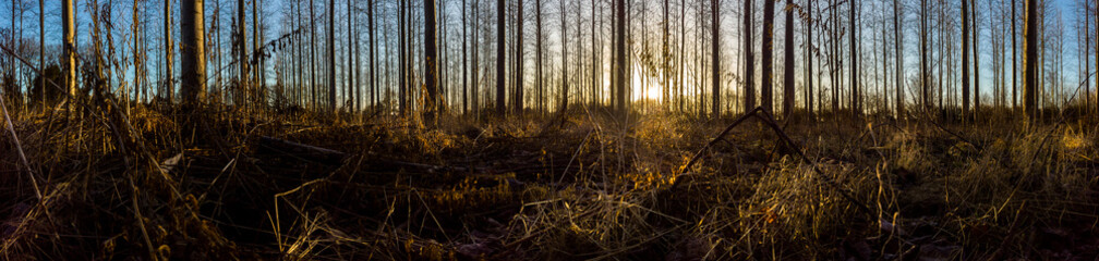 Sunrise in a spring forest with long tree shadows in the English countryside