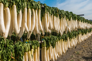 だいこんの寒干し(三浦半島)Japanese food cold dried radish