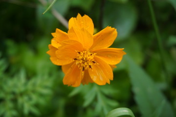beautiful orange flowers