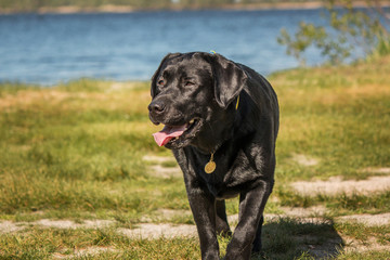 Black Labrador standing on beach background