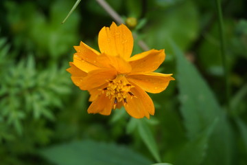 beautiful orange flowers