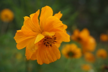 beautiful orange flowers