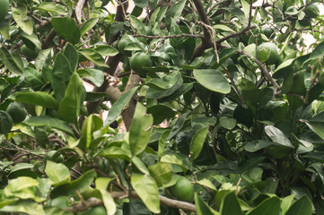 Green unripe mandarins on the tree