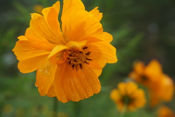 beautiful orange flowers