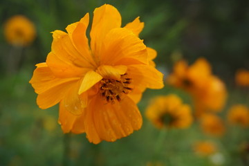 beautiful orange flowers