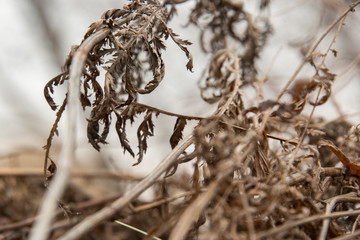 Dried up fall flowers in a meadow