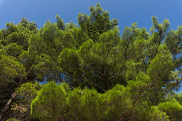 Thick branches of green pine