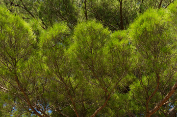 Thick branches of green pine