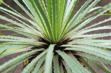 Dasylirion acrotrichum or great desert spoon green plant