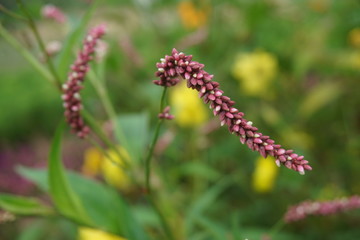 beautiful pink potpourri