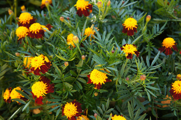 Tagetes erecta african marigold yellow and red flowers with green