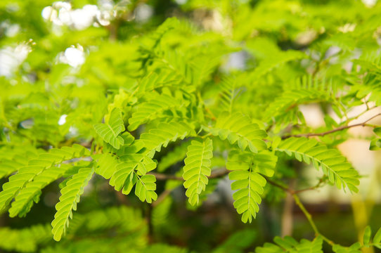 Tamarind tamarindus indica green foliage of tree