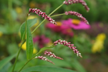 beautiful pink potpourri