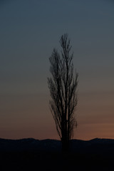 Fototapeta na wymiar 春の夕暮れの空とポプラ