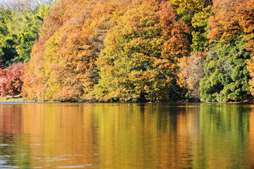 autumn colour of leaves