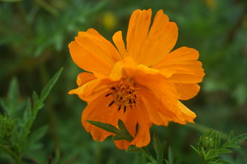 Orange flowers bloom